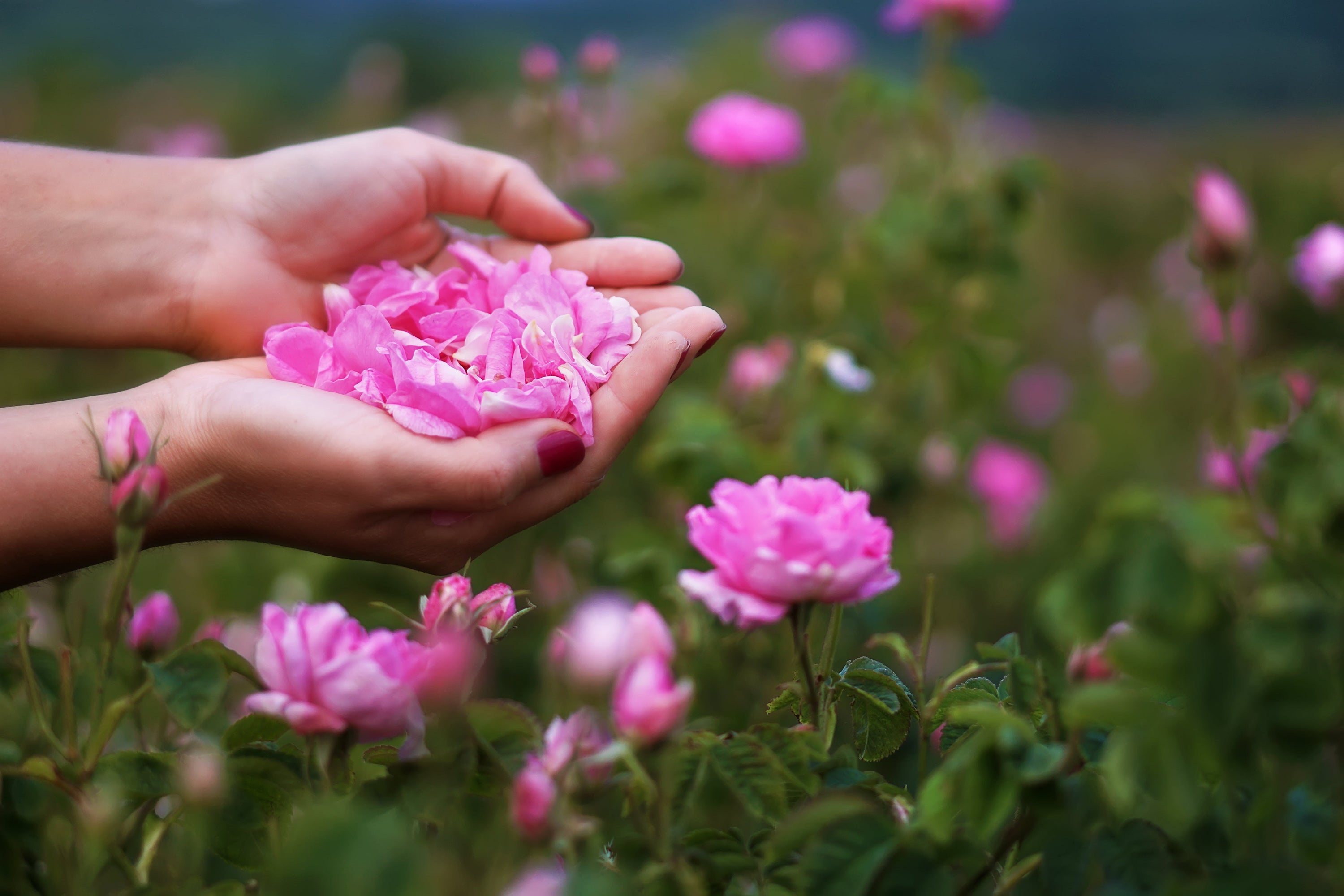 Rosa x Damascena: The Golden Flower and Its Tea Properties